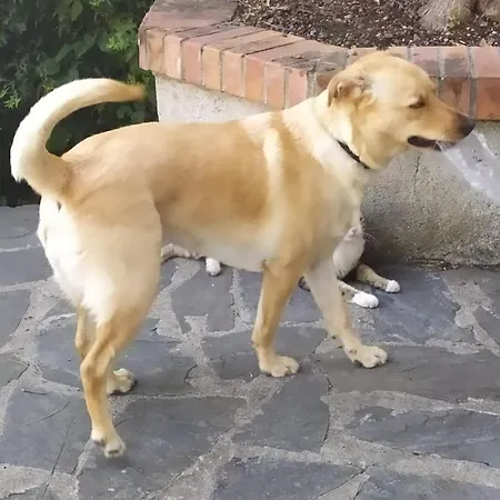 Panzió Lujocanda Casarza Ligure