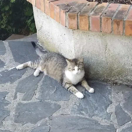 Lujocanda Panzió *